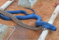 蛇视频,蛇视频深度解析